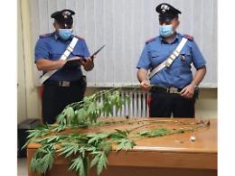 Scoperto con sei piante di canapa indiana in casa: denunciato 26enne