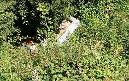 Rifiuti abbandonati, le mini discariche proliferano: chiesta una "stretta"