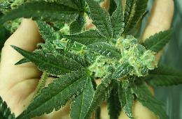 Beccato con quasi un etto di marijuana, arrestato 37enne