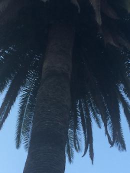 Sora, l'ultima palma della piazza perde pezzi: uomo salvo per un soffio