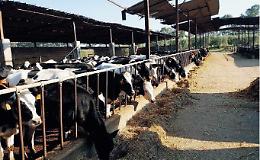 Ripresa economica: novanta milioni in aiuto delle filiere zootecniche