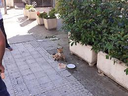 Il buongiorno si vede dalla... volpe. In tranquillità ha fatto colazione con i vigili