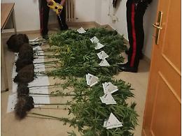 Beccato con 9 piante di cannabis in casa: arrestato 27enne