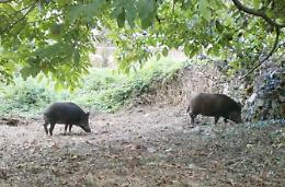 Pericolo cinghiali: il sindaco autorizza l'allontanamento o la cattura