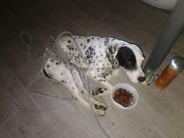 Resta impigliato nel robot della piscina: cagnolino salvato dai vigili del fuoco