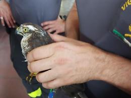 Falco pellegrino perde l'orientamento e finisce in un'officina: poi la liberazione