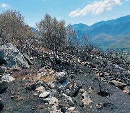 L'incendio devasta tutto: ettari di oliveti ridotti in cenere. Rabbia e proteste