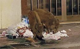 Branchi di cinghiali a spasso in città: il fenomeno cresce e preoccupa