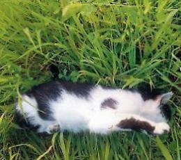 Strage di gatti: una crudeltà immotivata tra esche e tentativi di avvelenamento