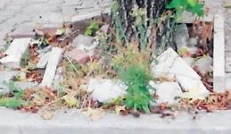 Cassino, la città dove tutto diventa barriera architettonica... anche le radici
