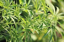 Coltivava piante di marijuana nel giardino di casa: arrestato pusher