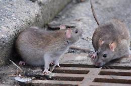 Topi in centro, scatta la caccia: numerose segnalazioni con tanto di foto
