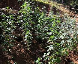 Intervengono per una lite in famiglia e scoprono una piantagione di marijuana