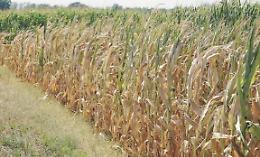 Caldo record e poca pioggia, calano le riserve idriche: è allarme siccità