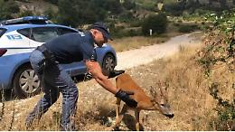 Cervo incastrato nel giardino di un'abitazione del centro: salvato dalla polizia