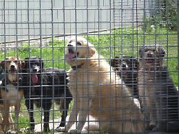 Boville, impegno sociale e risparmio: "Se adotti un cane avrai sconti sulla Tari"