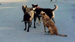 Randagismo, cani abbandonati in estate: un fenomeno in crescita