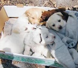 Cuccioli abbandonati, la dura condanna. E l'invito ad adottarli