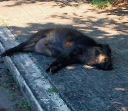 Emergenza cinghiali, branco attraversa la strada: donna rischia un incidente
