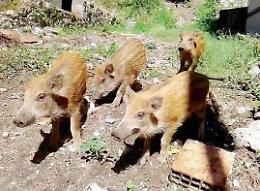 Emergenza cinghiali: la zona dei Passionisti assediata da numerosi branchi