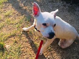 Alatri, smarrita una cagnolina in zona Portadini. Si chiama Maggy