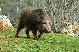 Caccia al cinghiale vietata fino a gennaio: ordinanza per la sicurezza pubblica