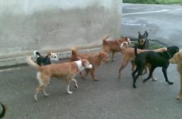 Allarme randagi, migliaia in giro e crescono le aggressioni: chieste soluzioni