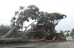 Maltempo, tromba d'aria a Borgo Hermada: alberi abbattuti e danni alle case