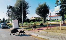 Sale l'allarme cinghiali, ma la caccia è sospesa: si cercano soluzioni