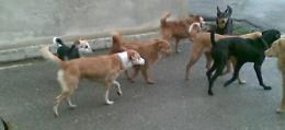 Cani randagi ovunque: cresce la paura e si moltiplicano le segnalazioni