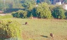 Emergenza cinghiali, agricoltori in protesta: l'ordinanza scontenta tutti