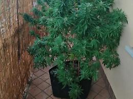 Coltivava marijuana sul balcone di casa: 43enne scoperto e denunciato