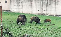 Cinghiali anche in centro: ma nessuno si muove. Scatta l'allarme