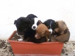Raccolta fondi per cani e gatti abbandonati: volontari in prima linea
