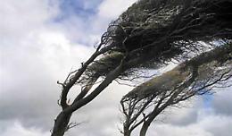 Alberi sradicati dal maltempo. Via alla messa in sicurezza del territorio
