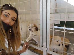 Patrica, cani da adottare: parte la campagna di sensibilizzazione