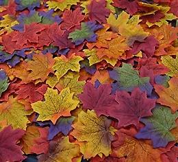 Si sta come d'autunno sugli alberi le foglie: un libro lungo una stagione