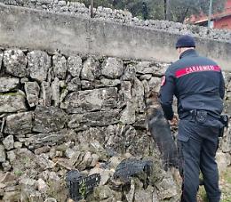 Hashish in casa: 21enne arrestato grazie al fiuto dei cani antidroga