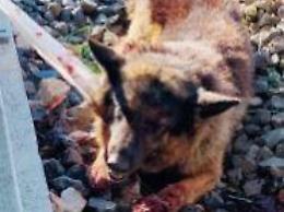 Cane investito da un treno: salvato per miracolo da un anziano