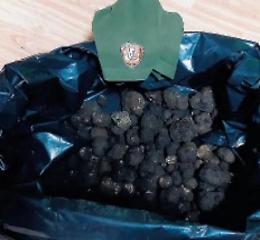 Incurante della zona rossa, va in Abruzzo a raccogliere tartufi: scoperto e denunciato