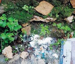 Trappole avvelenate per uccidere i gatti della zona: scatta un nuovo allarme