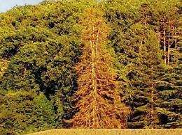Pino Saturno moribondo: col taglio del maestoso albero finisce un'epoca