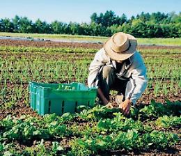 Salvare i raccolti dal Covid: arriva il “contadino di scorta”