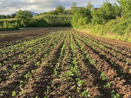 Frosinone, censimento agricolo: uffici Caa-Acli a disposizione delle aziende