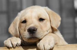 Fiuggi, se adotti un cane arrivano incentivi: ecco come fare