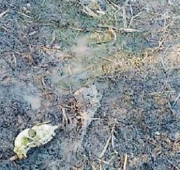 Carcasse nell'erba: forte il sospetto di un “cimitero” di animali