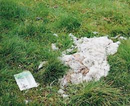 Carcasse di ovini tra l'erba: i dubbi sulle cause di morte aprono a scenari inquietanti