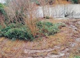 Sponde del Liri, parte la bonifica della vegetazione e...spuntano i cinghiali