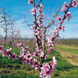 Meteo, anticipo di primavera: arriva l'anticiclone subtropicale