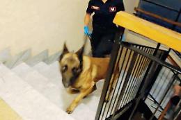 Coca dal Marocco e dal Nord Italia in Ciociaria, indagini chiuse: ora l'udienza